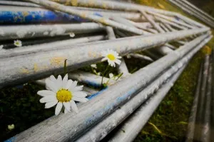 &bdquo;Durchgesetzt&ldquo; von Monika Diehl aus Am&ouml;neburg