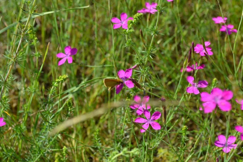 Die Heidenelke ist eine der Pflanzen, die im Projekt „Urbanität und Vielfalt“ gefördert werden. Foto: Alexander Ruppel