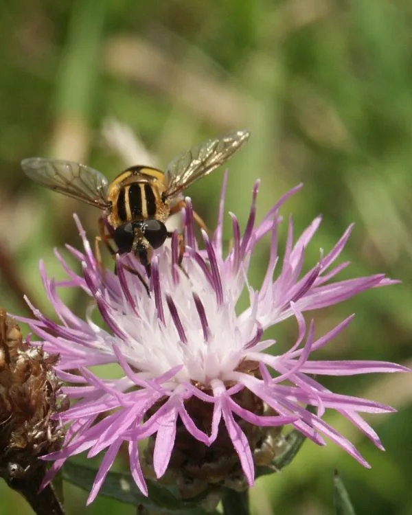 Eine Schwebfliege (Helophilus sp.) auf der Blüte einer Wiesen-Flockenblume. (Foto: Frank Jauker)  