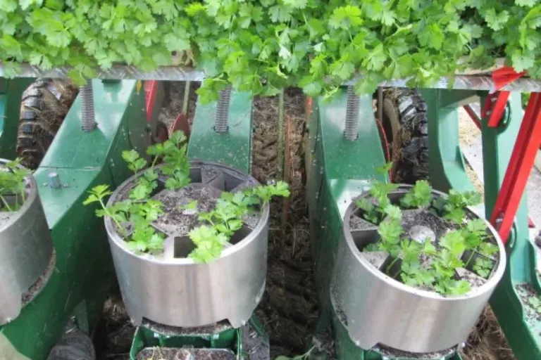 Ökomodellregion Lahn-Dill-Gießen: Zweites Projektjahr im Mulchgemüsebau startet