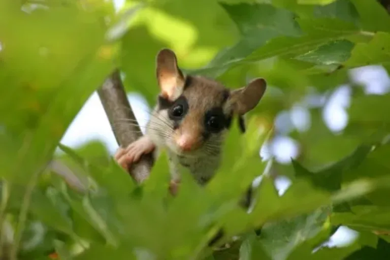 Gartenschläfer: Niedlich, aber bald ausgestorben?