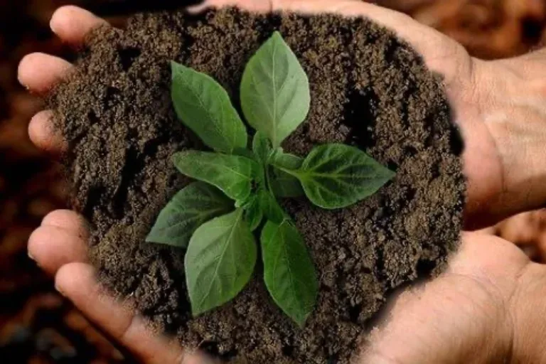 Uni Gießen findet positive Bewertungseffekte für nachhaltige Unternehmen