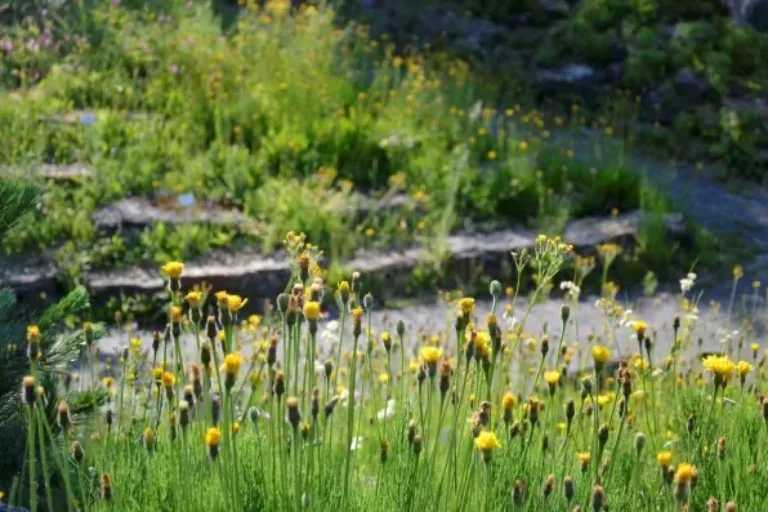 Der Botanische Garten – ein noch nicht geborgener Schatz