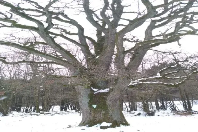 Faszinierende Naturdenkmale rund um Lanzenhain
