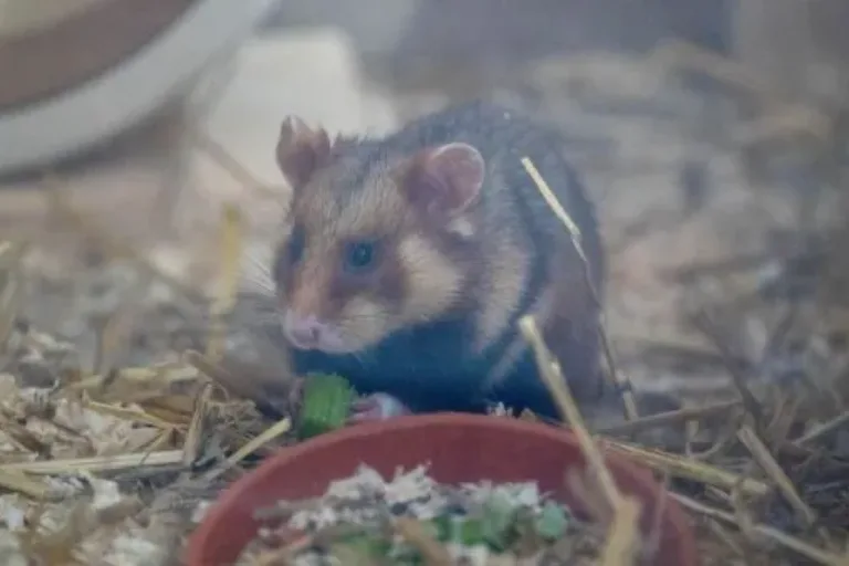 Artenschutz in Hessen: Feldhamster in Freiheit