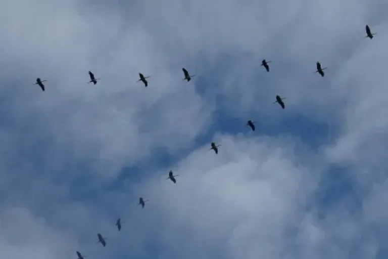 Zugvögel in Mittelhessen: „Abstand halten ist das A und O“