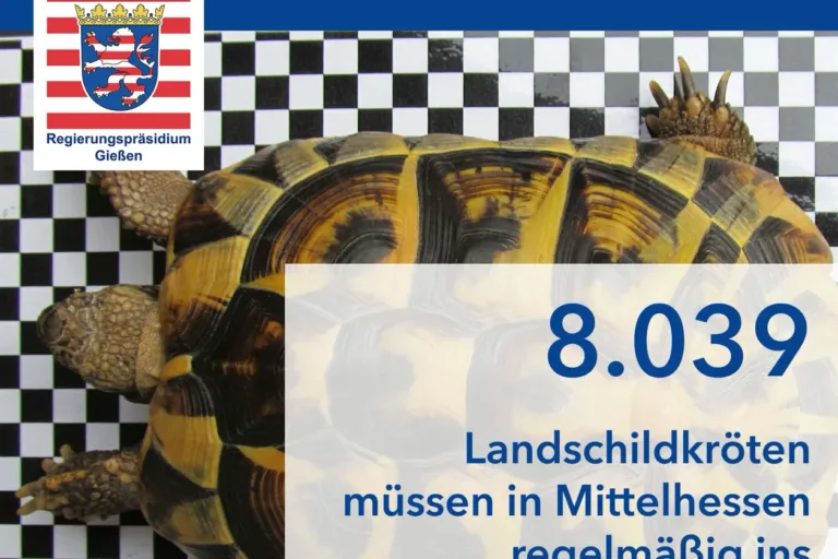 8039 Landschildkröten zeigen sich von ihren zwei besten Seiten