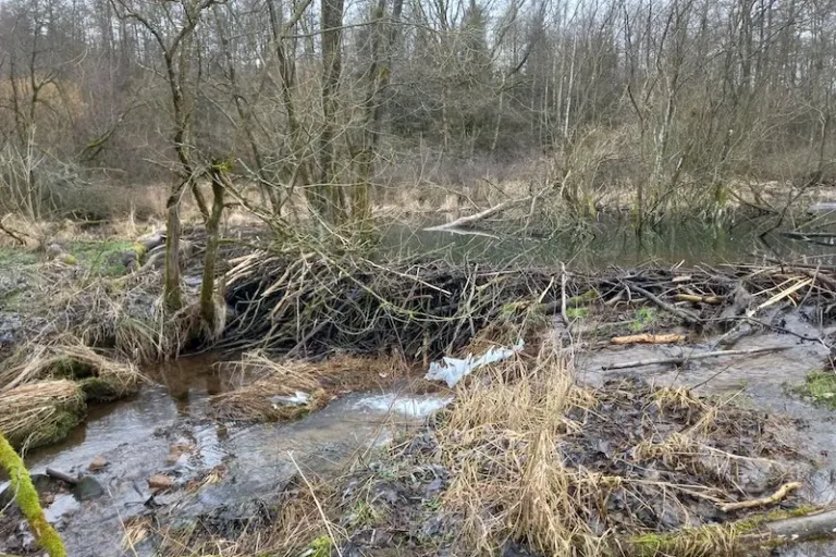 Austausch über Biber, Stromtrasse und mehr
