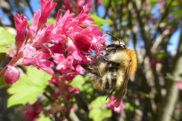 Wenn der Garten zum gedeckten Tisch für Insekten wird