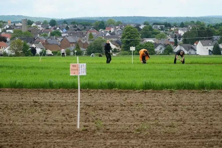 Einmal anpflanzen, danach immer ernten: Die Antwort auf viele Fragen der Zukunft?